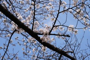 minuma sakura 069