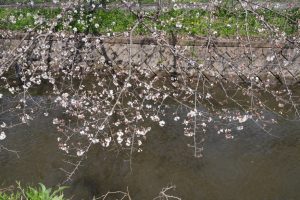 minuma sakura 071