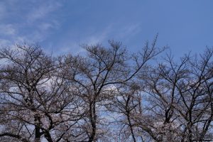 minuma sakura 072
