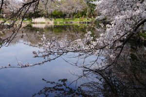 minuma sakura 074
