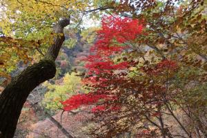 紅葉に映える妙義山（１／３）