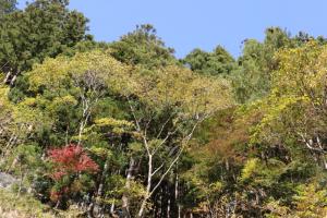 naguriko 084