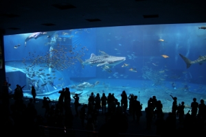 美ら海水族館（１／２）