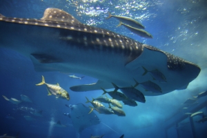 美ら海水族館（２／２）