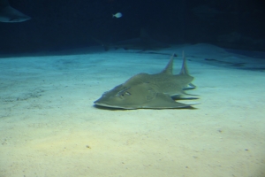okinawa naha 236