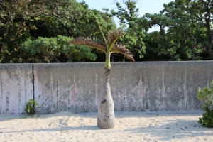 okinawa naha 106