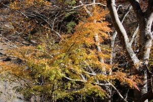 nakatsugawa 001