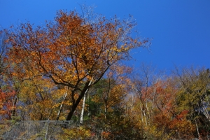 nakatsugawa 004
