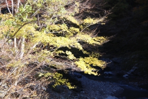 紅葉の路（１／３）