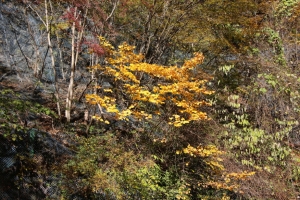 nakatsugawa 011