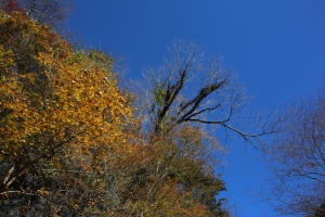 nakatsugawa 012