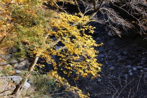 nakatsugawa 015