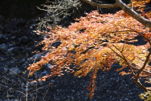 nakatsugawa 016