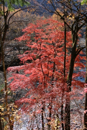 nakatsugawa 037