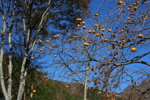 nakatsugawa 048