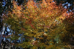 nakatsugawa 055