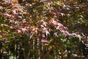 nakatsugawa 057