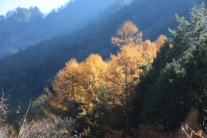 紅葉の路（２／３）