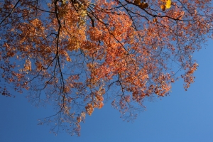 nakatsugawa 077