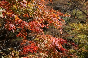 紅葉の路（３／３）