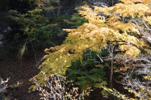 nakatsugawa 083