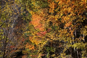 nakatsugawa 093