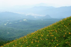 丸山（ニッコウキスゲ）