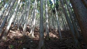 ogiyama 021