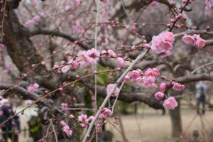 越生梅林２０２６（１／２）