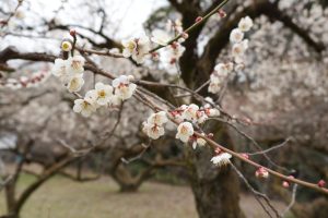 越生梅林２０２６（２／２）