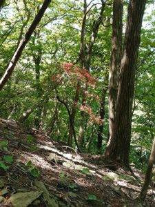 oogiriyama 035