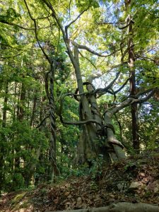 oogiriyama 060