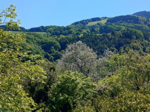 oogiriyama 065