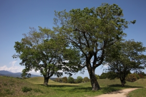 ohitam  00100