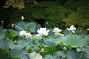 okayama oka 0004