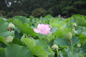 okayama oka 0008