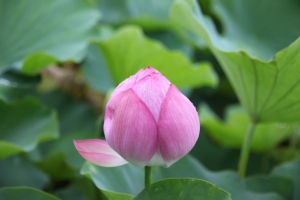 okayama oka 0009
