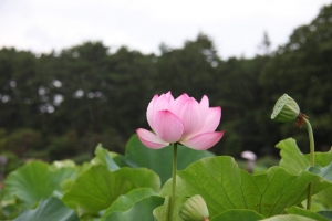 okayama oka 0010