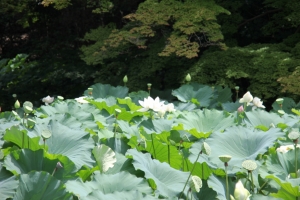 okayama oka 0018