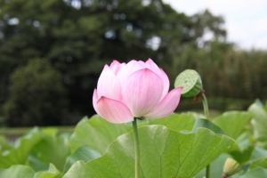 okayama oka 0027