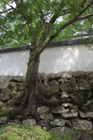 okayama oka 0041