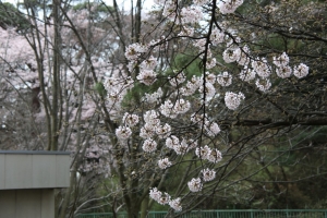 oomiya  koen002