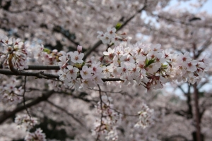oomiya  koen003
