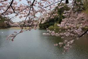 大宮公園の桜（１／２）
