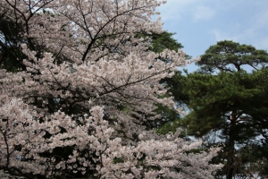 oomiya  koen005