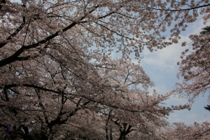 oomiya  koen006
