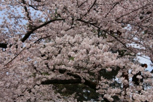 oomiya  koen007