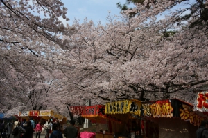 oomiya  koen008