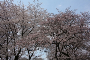 oomiya  koen010
