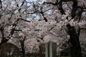 oomiya  koen011